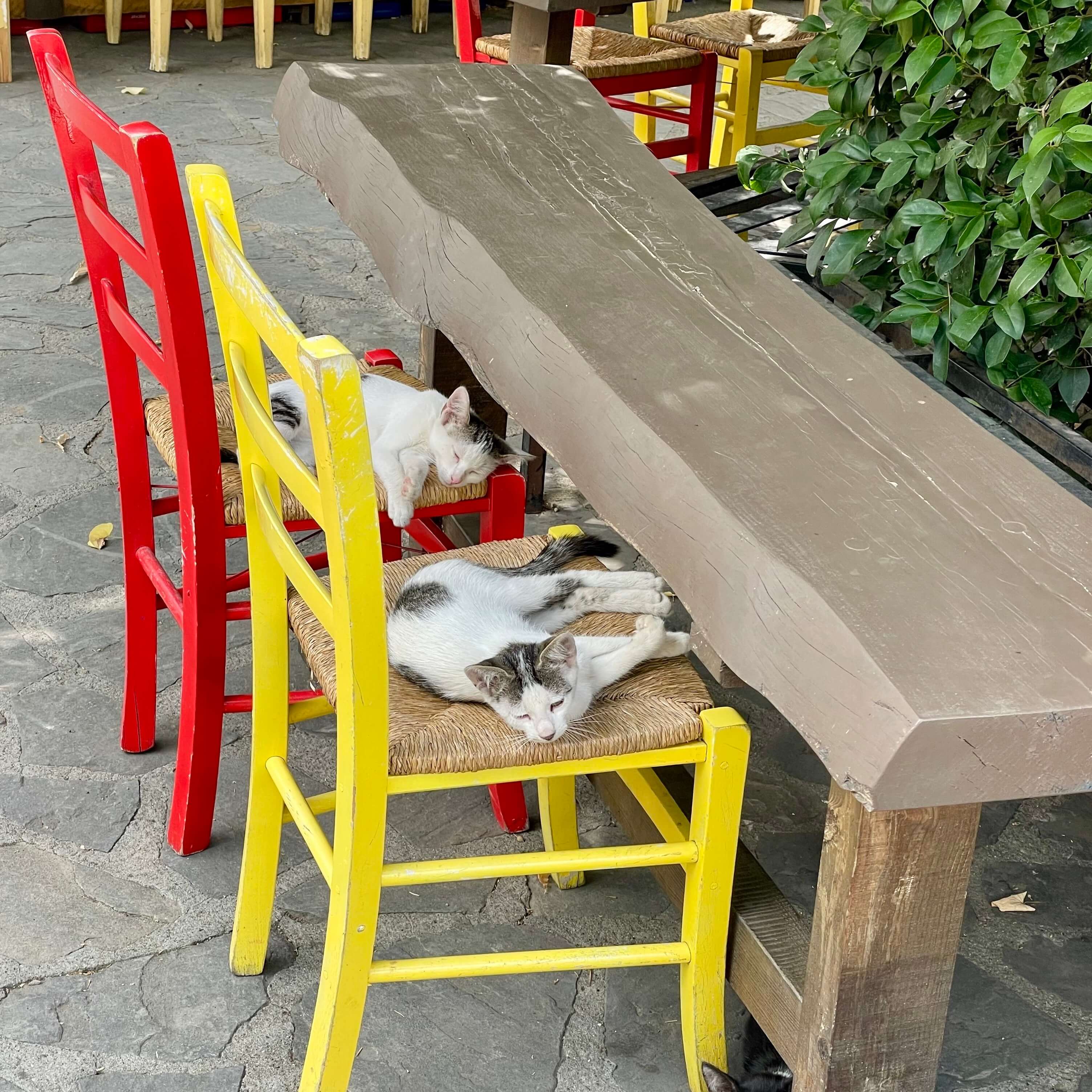 Cats of Konitsa. Do they speak Greek or Albanian?